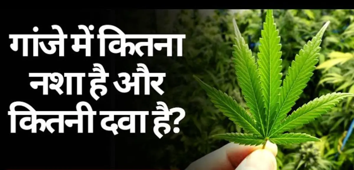 गांजा के फायदे औषधीय गुण और नुकसान | मारिजुआना के फायदे | Marijuana benefits and Side effects in hindi 3 गांजा के औषधीय गुण और स्वास्थ्य लाभ ganja pine ke fayde nuksan