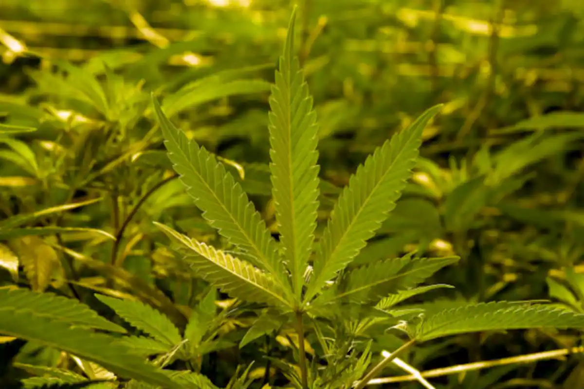 गांजा के फायदे औषधीय गुण और नुकसान | मारिजुआना के फायदे | Marijuana benefits and Side effects in hindi 2 ganja pine ke fayde nuksan