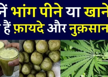 गांजा के औषधीय गुण और स्वास्थ्य लाभ ganja pine ke fayde nuksan