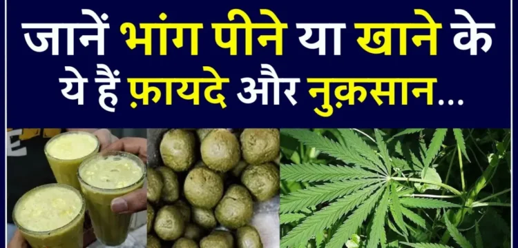 गांजा के फायदे औषधीय गुण और नुकसान | मारिजुआना के फायदे | Marijuana benefits and Side effects in hindi 1 गांजा के औषधीय गुण और स्वास्थ्य लाभ ganja pine ke fayde nuksan
