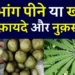 गांजा के फायदे औषधीय गुण और नुकसान | मारिजुआना के फायदे | Marijuana benefits and Side effects in hindi 10 गांजा के औषधीय गुण और स्वास्थ्य लाभ ganja pine ke fayde nuksan